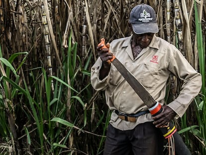 Un trabajador enfunda su machete en un campo de caña de azúcar cerca de Corinto, Cauca, el 21 de agosto de 2022.