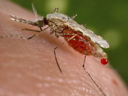 Mosquito anofeles posado sobre un ser humano.