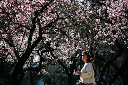 Almendros en flor en el parque de la Quinta de los Molinos (Madrid), el pasado 11 de febrero.