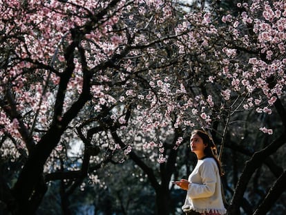 Almendros en flor en el parque de la Quinta de los Molinos (Madrid), el pasado 11 de febrero.