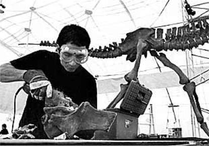 Un técnico ultima en Estepona un esqueleto de la muestra <i>Los dinosaurios de la Patagonia.</i>