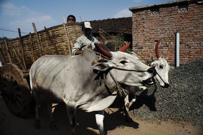Un hombre conduce un carro tirado por dos bueyes y en el que asoma un niño. Bueyes y vacas son una presencia constante en poblados como Bodhali. La gente los usa como animales de carga y labranza pero no come su carne, ya que son animales sagrados en la religión hindú.