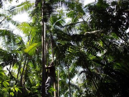 Imagen de la Amazonia brasileña.