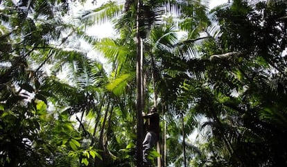 Imagen de la Amazonia brasileña.