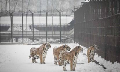 Tigres en un parque zoológico en la provincia china de Heilongjiang.