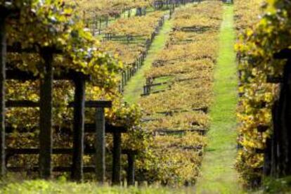 Fotografía facilitada por el Consejo Regulador de la DO Rías Baixas del viñedo de Pazo de Baion en otoño. La Denominación de Origen Rías Baixas cumple 25 años de su aprobación con una "evolución espectacular".