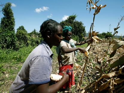 Dos agricultores cosechan maíz en la aldea de Sigor del condado de Bomet, Kenia, en mayo de 2020.