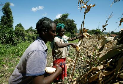 Dos agricultores cosechan maíz en la aldea de Sigor del condado de Bomet, Kenia, en mayo de 2020.