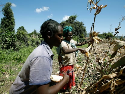 Dos agricultores cosechan maíz en la aldea de Sigor del condado de Bomet, Kenia, en mayo de 2020.