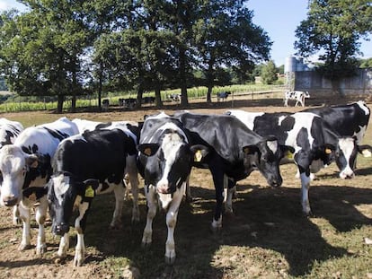 Vacas lecheras en una explotaci&oacute;n ganadera l&aacute;ctea en Lal&iacute;n (Pontevedra, Galicia)