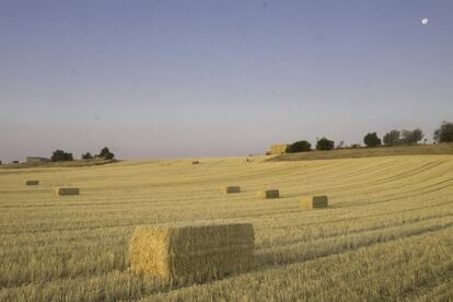 Pacas de paja en los campos de cultivo de Mondéjar (Guadalajara).