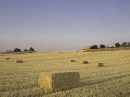 Pacas de paja en los campos de cultivo de Mondéjar (Guadalajara).