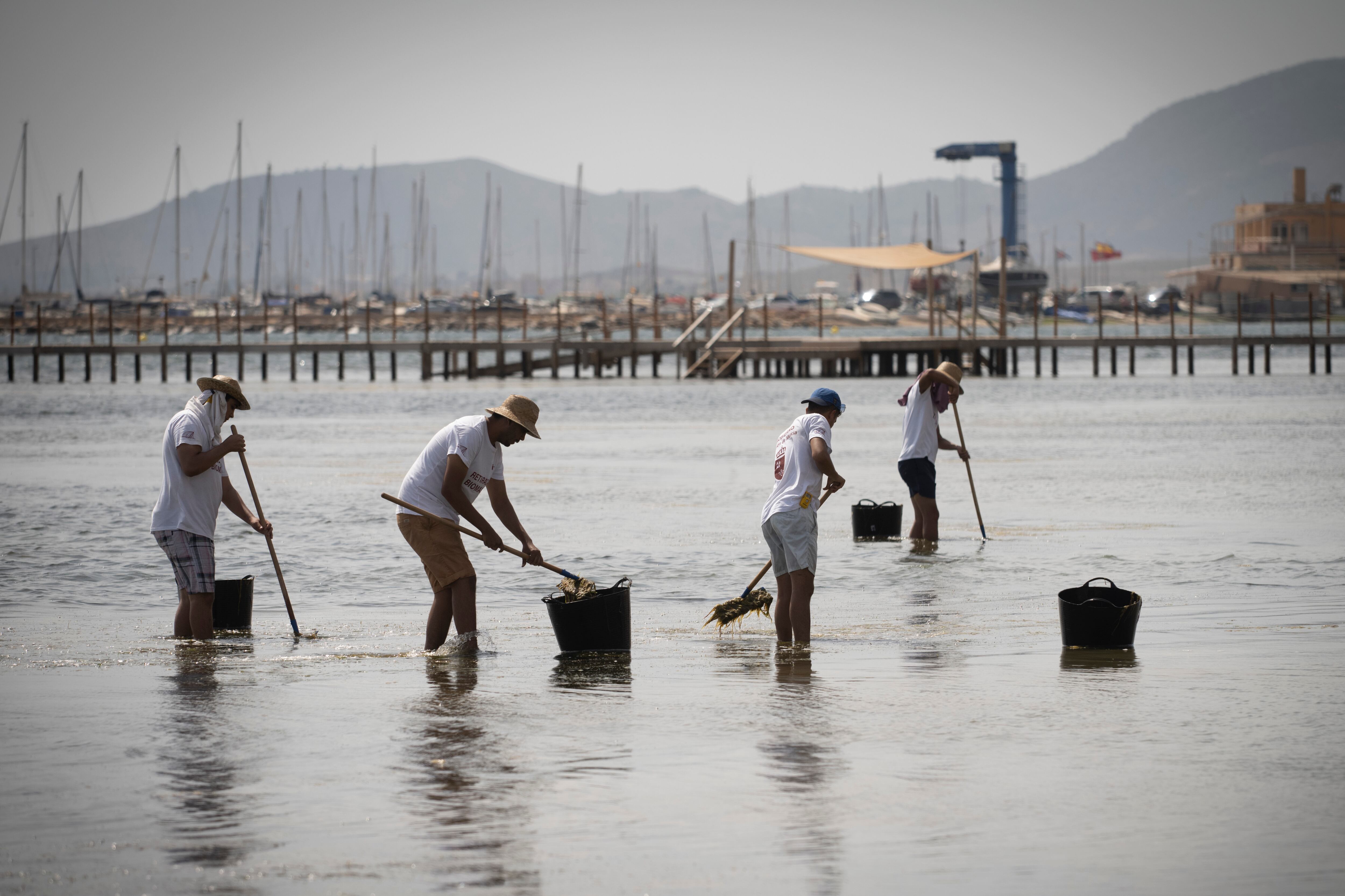 Recogida de biomasa en el mar Menor, en la playa de Los Urrutias, en una foto de 2023.