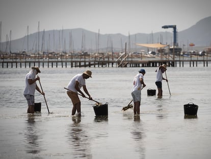 Recogida de biomasa en la playa de Los Urrutias, en el mar Menor.