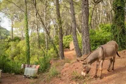 Burros Desert de Castellón