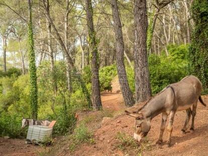 Uno de los burros que formaban parte el plan de limpieza de bosques para luchar contra los incendios forestales compartida por la Generalitat en redes al comienzo de la iniciativa.