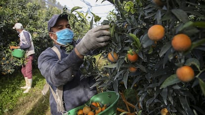 Un temporero marroquí recoge mandarinas en los cultivos de Foleli, en la isla francesa de Córcega, el 29 de octubre de 2020.