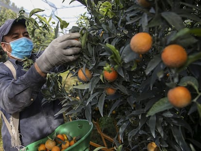 Un temporero marroquí recoge mandarinas en los cultivos de Foleli, en la isla francesa de Córcega, el 29 de octubre de 2020.