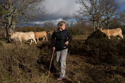 Lidia Sotelo pastorea a sus vacas.