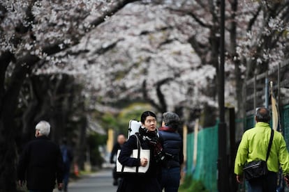 Los hoteles ofertan paquetes especiales, los restaurantes diseñan menús con el color de las flores de los cerezos y los almacenes venden cajas de comida y dulces tradicionales para disfrutar durante los picnics. En la imagen, una calle de Tokio (Japón) repleta de cerezos en flor, este martes.