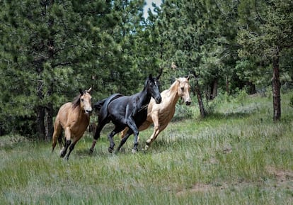 Los caballos fueron una innovación clave en la guerra
