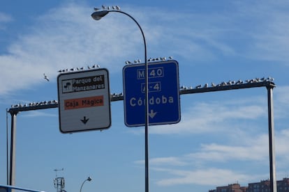 Un grupo de gaviotas reidoras situadas encima de paneles de tráfico de la M-43 en Madrid.