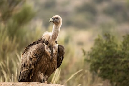 Un buitre leonado en la reserva natural de Faia Brava.