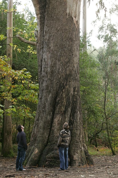 'Avó' (Abuelo), el eucaliptus más grande de Souto da Retorta, en la aldea de Chavín (Galicia). La imagen es de antes de que se instalara una valla perimetral para que nadie se acerque al árbol.