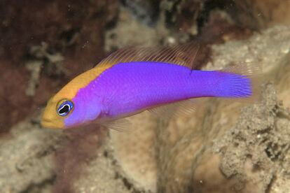 Un grupo de investigadores indonesios y estadounidenses han hallado un nuevo y rico ecosistema en la isla de Papúa. En total han descubierto más de 50 nuevas especies de peces y corales, como este colorido ejemplar de Pseudochromis.