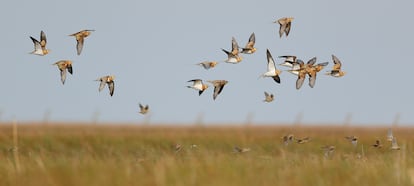 Grupo de ganga ibérica, en el parque nacional de Doñana. 