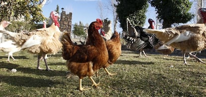 Gallos y pavos se relacionan como si fueran de la misma especie en el santuario de La Voz Animal.