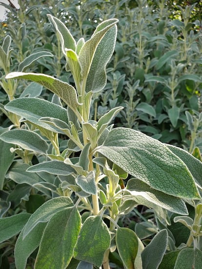 La salvia de Jerusalén.