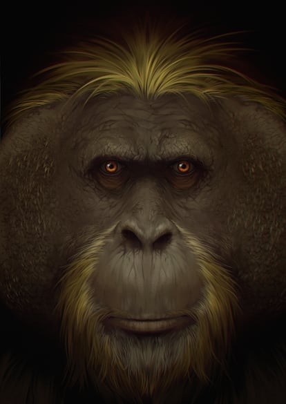 A reconstruction of the face of a 'Gigantopithecus blacki.'