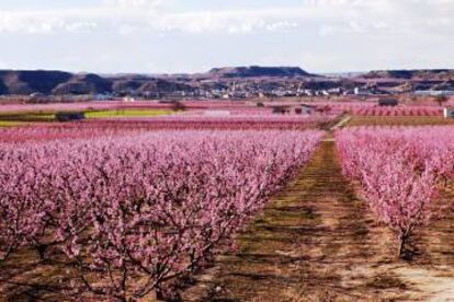 Els fruiters en flor d'Aitona.