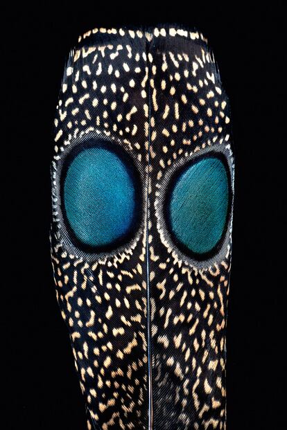 El espolonero chinquis (izquierda) tiene unas plumas en la cola con dos círculos que parecen ojos y que utiliza para invitar al apareamiento. Esta especie de faisán cruzado con pavo real vive en el sureste asiático y en la zona noroeste de India. 