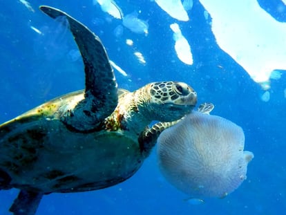 Las mejores fotos de animales de mayo 2018