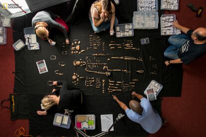 Researchers lay out fossils of Homo naledi at the University of the Witwatersrand's Evolutionary Studies Institute in Johannesburg