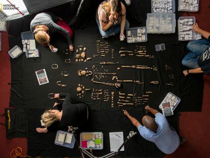 In this photo provided by National Geographic, researchers lay out fossils of Homo naledi at the University of the Witwatersrand's Evolutionary Studies Institute in Johannesburg, South Africa in 2014.