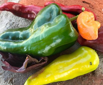 CHILE POBLANO (VERDE), HABANERO (NARANJA), CHILE DE AGUA (AMARILLO) Y HOJA DE EPAZOTE / CAPEL