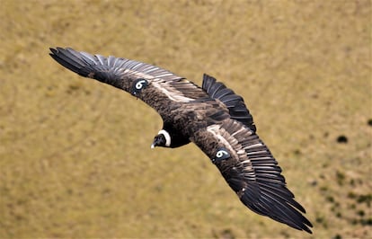 An adult condor named Sisa, marked with wingband number nine.