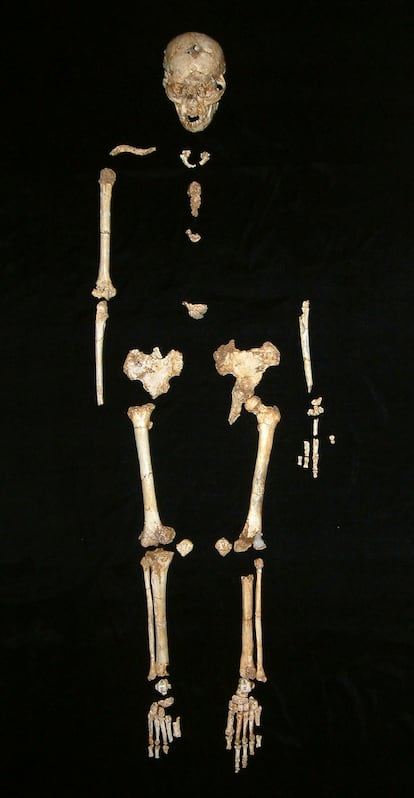 Esqueleto completo del 'Homo Floresiensis' encontrado en la cueva de Liang Bua, en el oeste de la Isla de Flores.