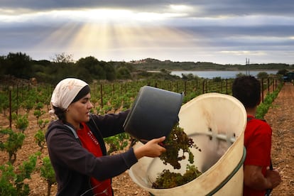 Una vendimiadora llena una cesta de uvas durante el primer día de vendimia en Francia, este jueves en Fitou.