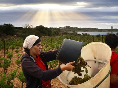 Una vendimiadora llena una cesta de uvas durante el primer día de vendimia en Francia, este jueves en Fitou.