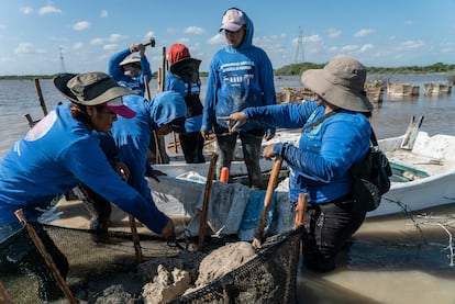 'Las chelemeras' work at planting mangroves in Progreso, Yucatán, on February 8, 2023.