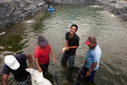La comunidad y los excombatientes trabajan de la mano en el proyecto piscícola de la cooperativa Ceprodet de Miranda, en la región del Cauca.