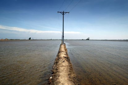 Campos de arroz inundados en el Delta del Ebro (Tarragona).