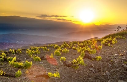 Viñas en la Axarquía (Málaga).