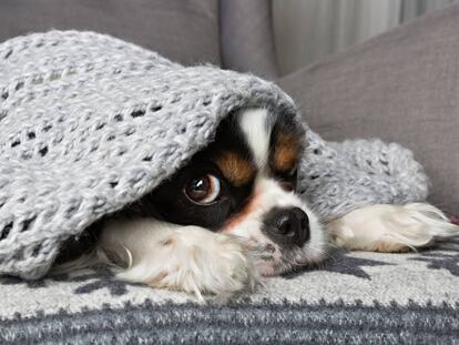 7 trucos para calentar la casa sin encender la calefacción