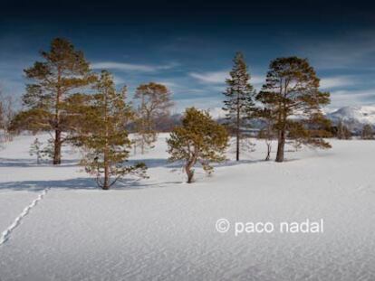 Crónicas desde el Cabo Norte: Trømso (II)