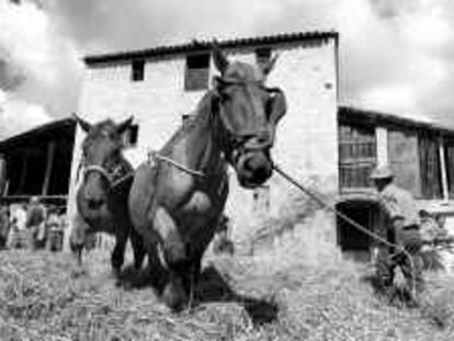 B 35826 - (16/07/2000) - Color - Aspecto de la fiesta de "El segar i el batre"que se celebra en Avià, (Berguedá) - Foto : Susanna Sáez -